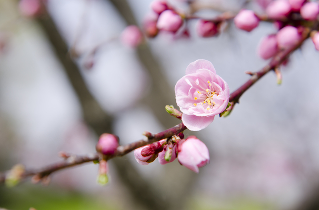 2026年2月の店休日のお知らせ (Notice of Our Bar Closure)
